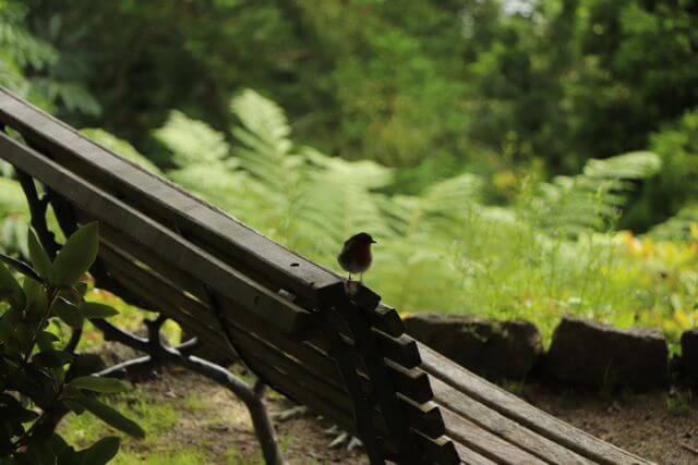 A little bird sat atop a wooden bench in Trelissick, a National Trust garden in Cornwall.