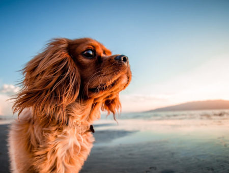 Dog friendly beaches north cornwall