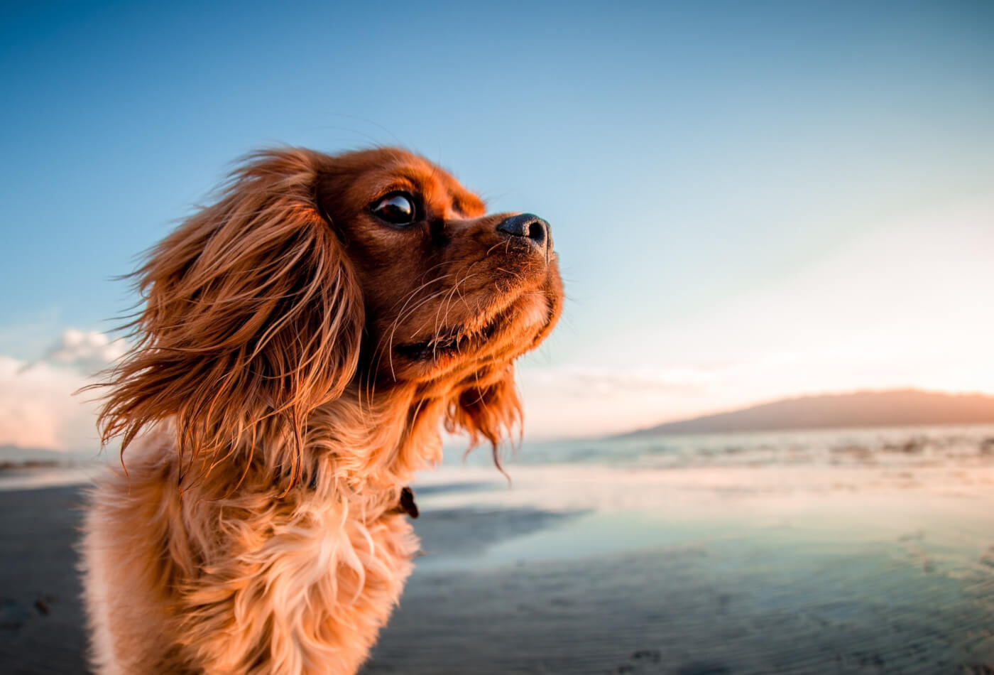 Dog friendly beaches north cornwall