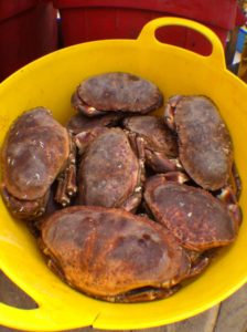 Cornish delicacies traditional Newlyn crab
