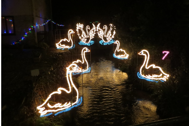 Swans in lights at Angarrack Christmas Lights.