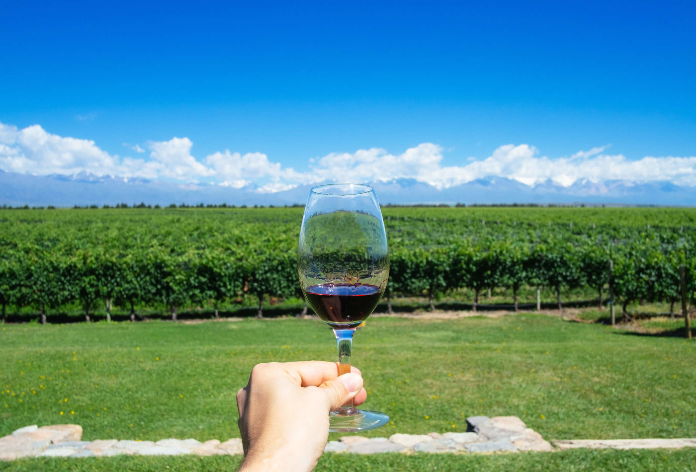 Glass of wine held up in front of vineyard