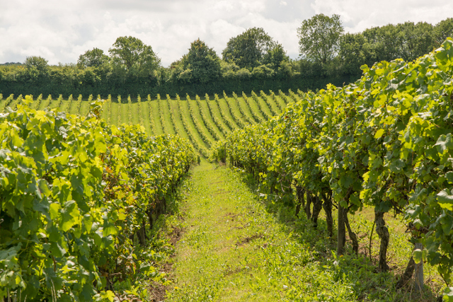 View of vineyard