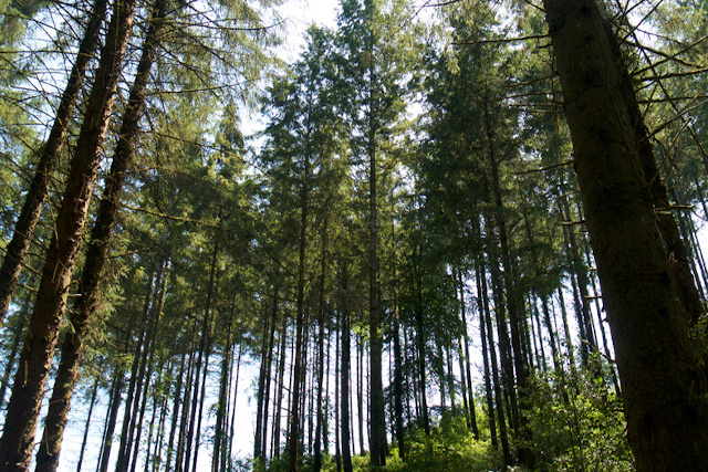 Tall trees in Cardinham Woods