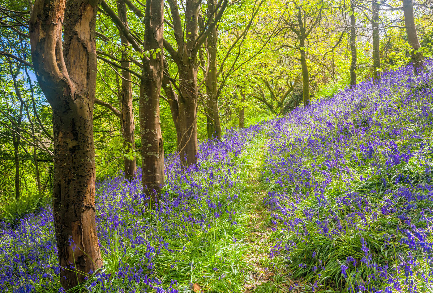 Bluebells in Cornish woodland