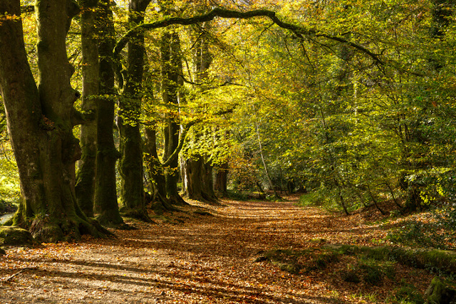 Autumn leaves in Golitha Falls