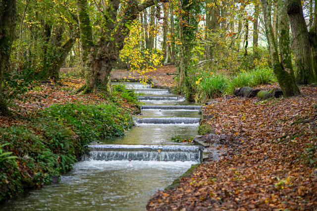 Stream running through Tehidy Woods