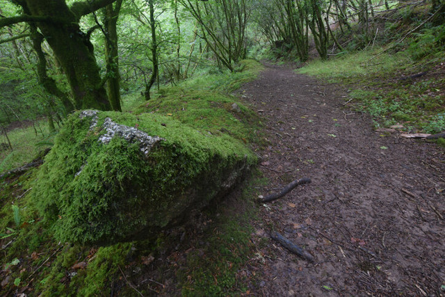 Trail at Cardinham Woods