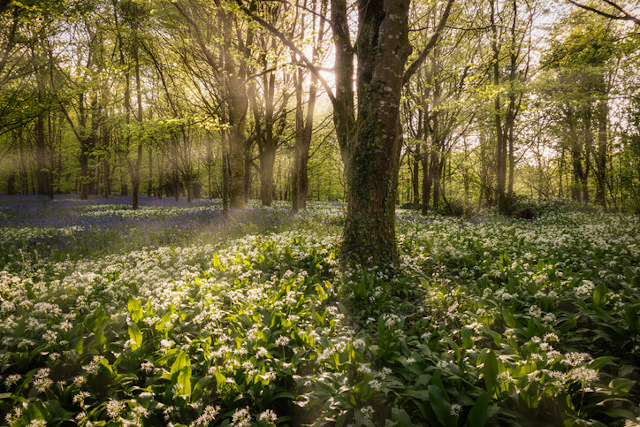 Woodland at Lanhydrock