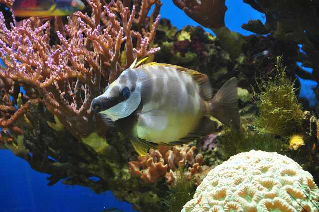 fish in blue reef aquarium newquay cornwall