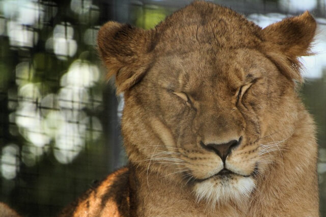 lion at newquay zoo cornwall