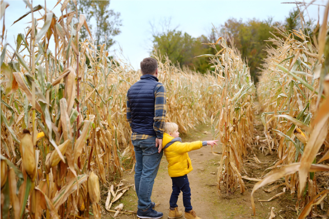 father and son walking around cornish maize maze