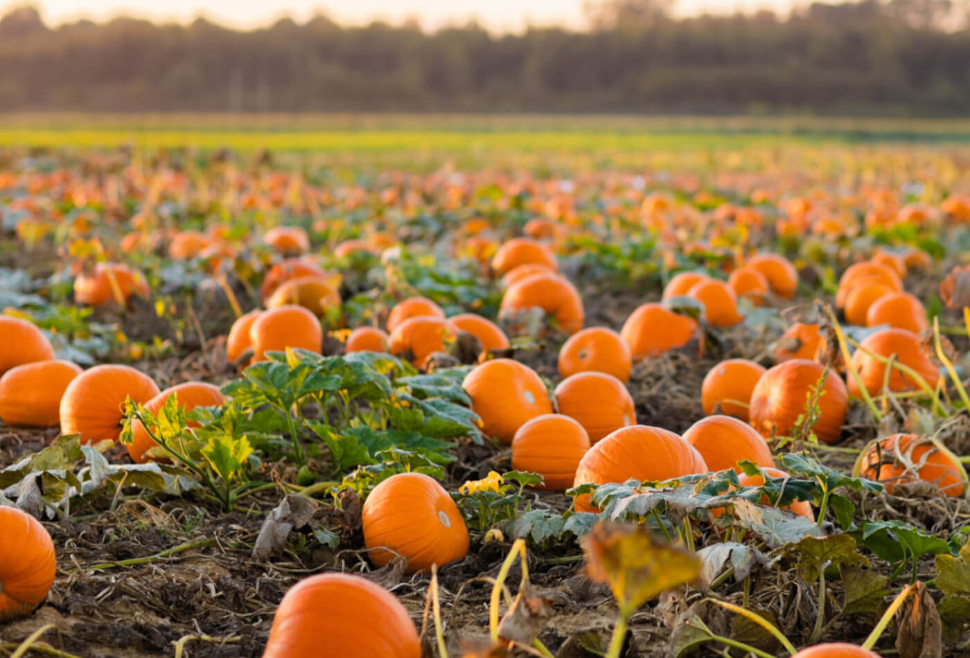 Where to Go Pumpkin Picking in Cornwall 2023 Cornish Cottage