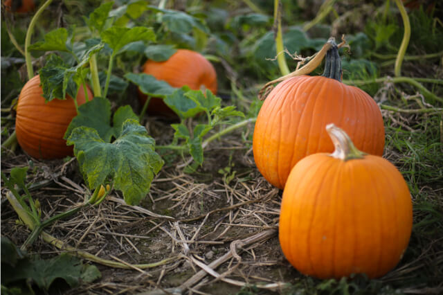 large ripe pumpkin