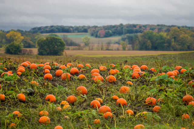 pumpkin patch cornwall