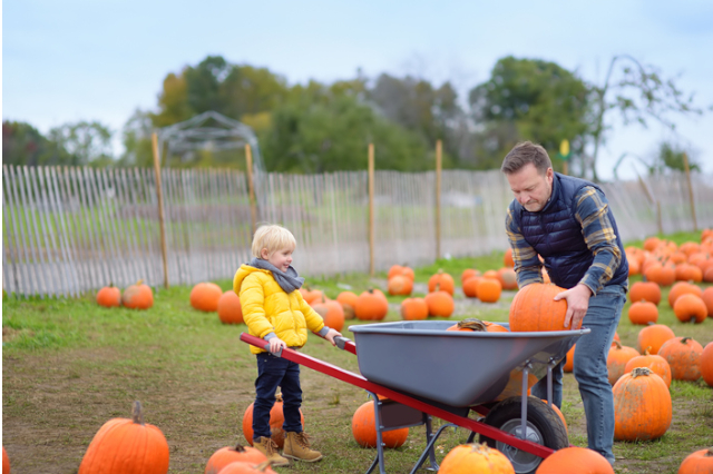 little boy and his father pumpkin picking in cornwall