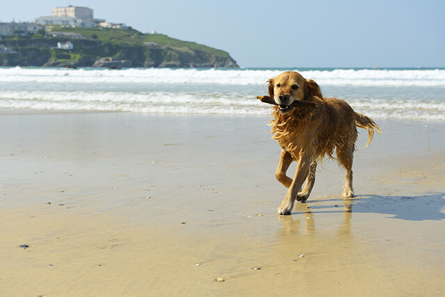 Local recommendations - dog friendly beaches in cornwall