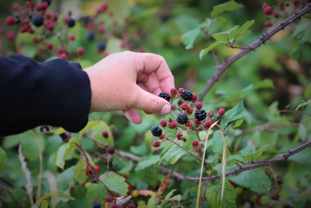 A hand picking blackberries