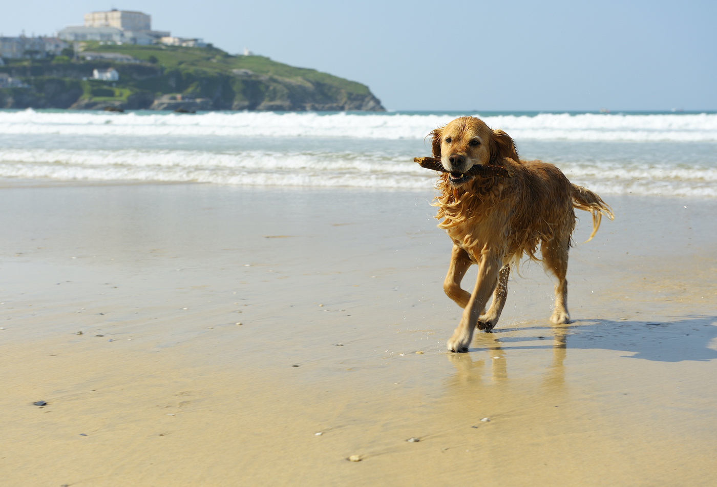 Golden Retriever Running on a dog friendly beach in Cornwall.