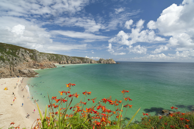 Porthcurno beach in summer with flowers in the foreground.