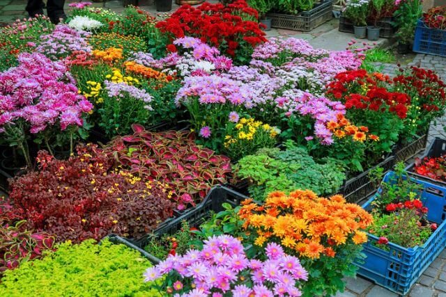 flowers at a flower show. 