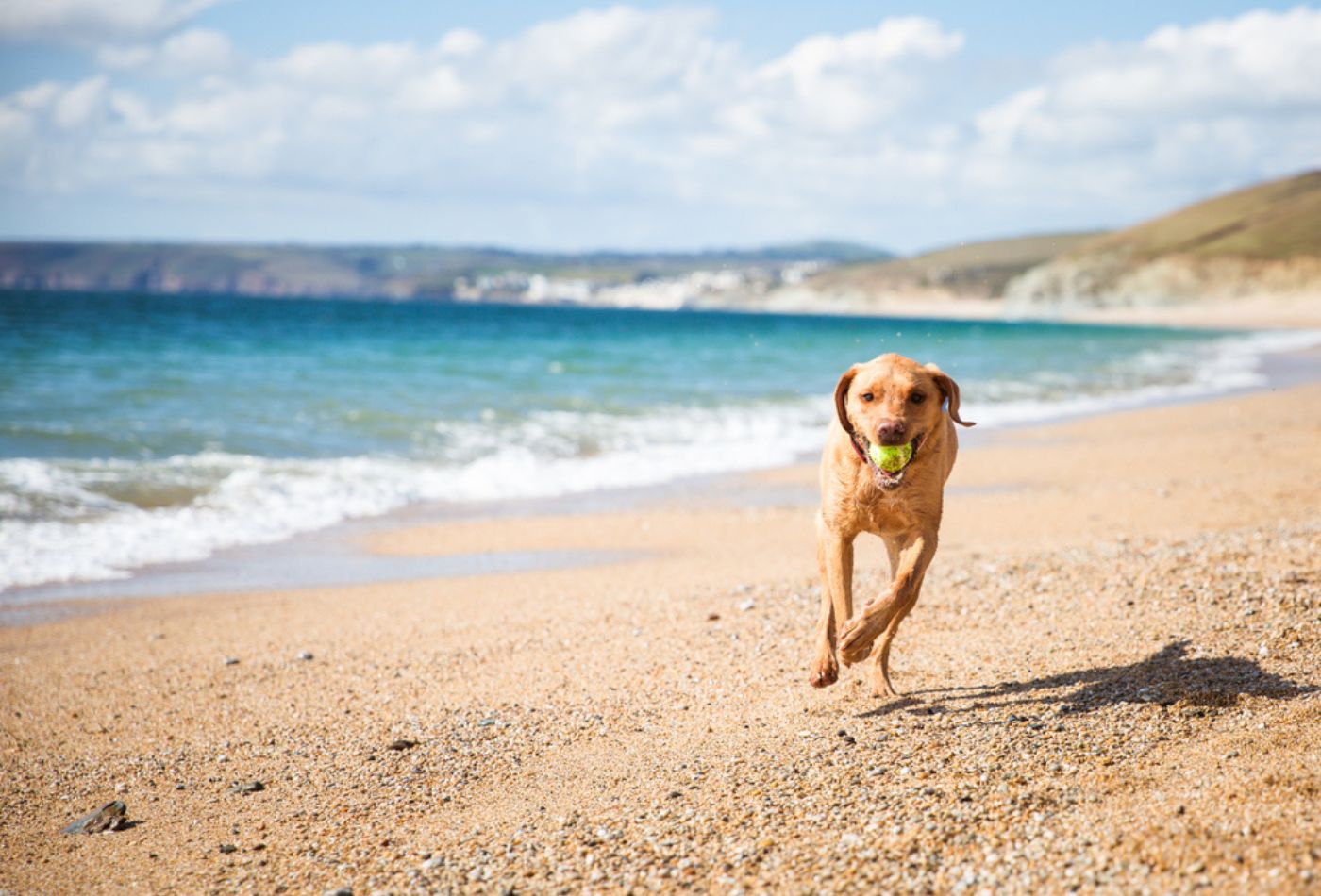 make your holiday home dog friendly