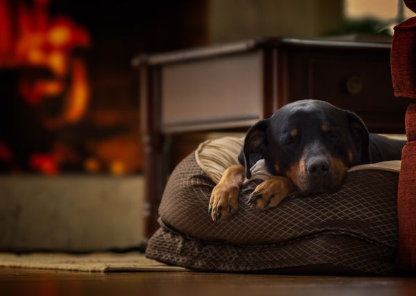 A complete guide to making your holiday home dog friendly