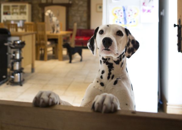 A complete guide to making your holiday home dog friendly