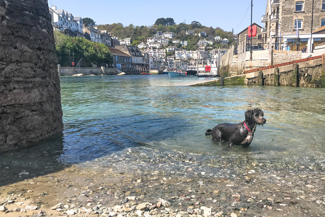 Dog playing in the water in Looe