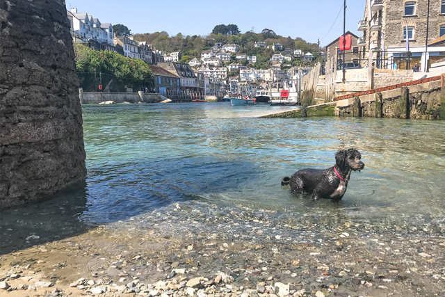 Dog playing in the water in Looe