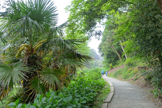 Trebah Gardens, Cornwall