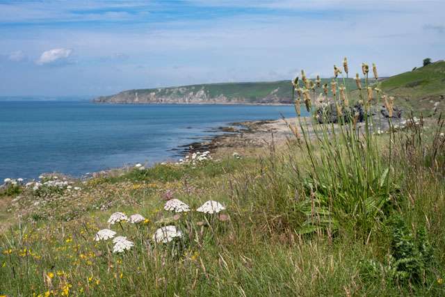 Cornish cliffs, beach and blue sea in the distance, with grass and flowers in the foreground